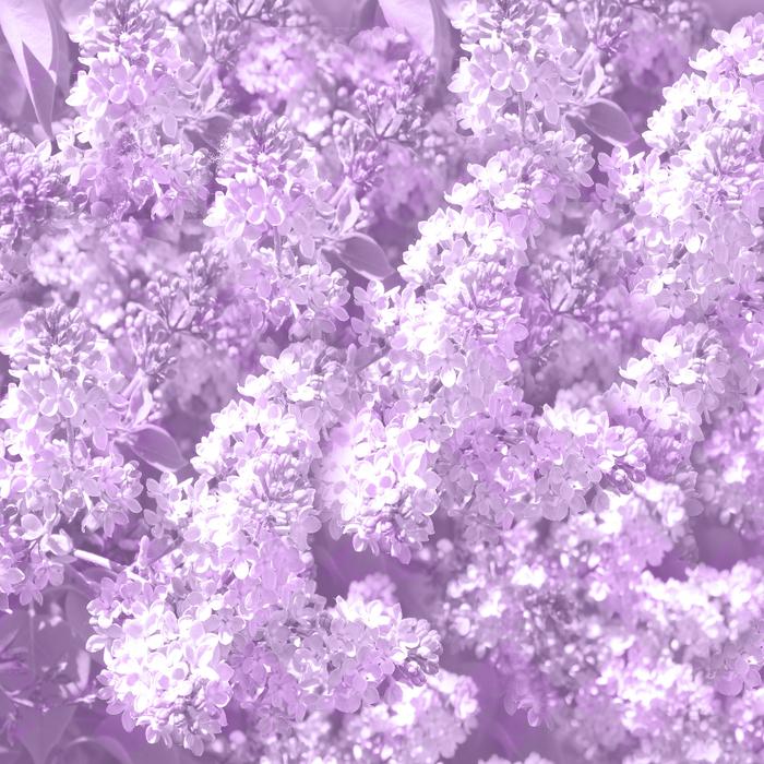 Lilac-Memories-SC-paper-lilacs-1 (700x700, 696Kb)