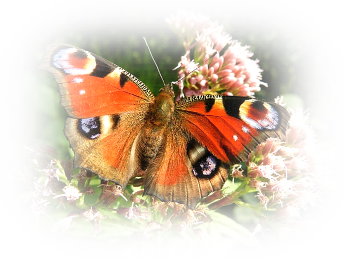 butterfly-176156_640 (700x524, 726Kb)