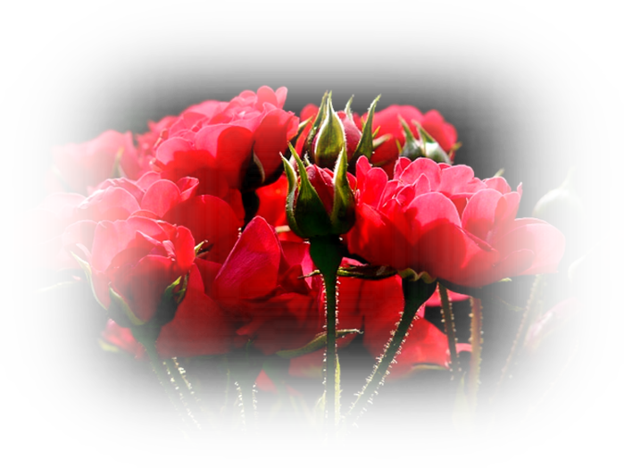 red-roses-4232_640 (700x524, 355Kb)