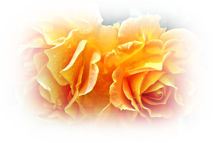 rose-400262_640 (700x470, 486Kb)