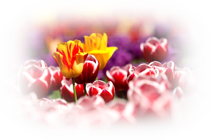 tulips-65305_640 (700x465, 449Kb)