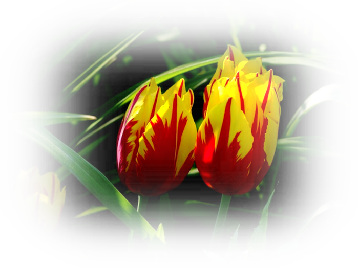 tulips-175254_640 (700x524, 372Kb)