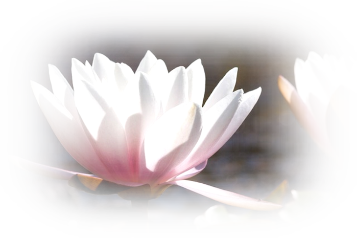 water-lilies-455229_640 (700x465, 354Kb)
