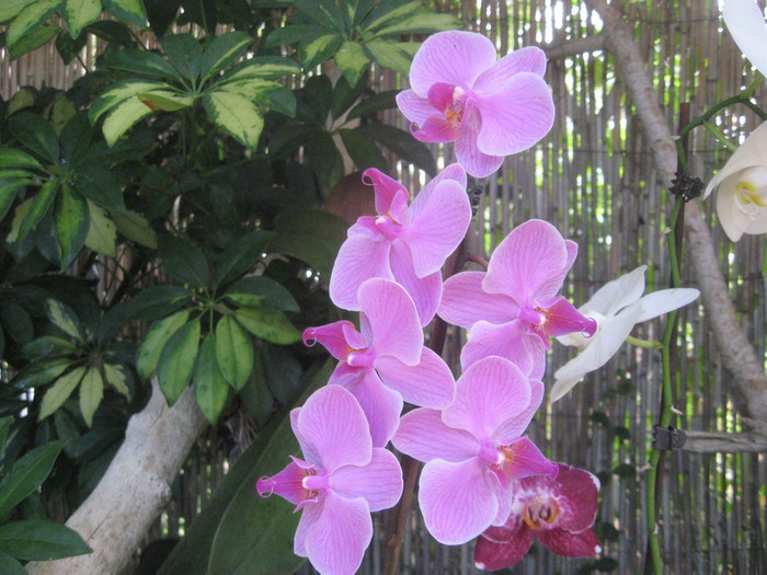 IMG_7320 (700x525, 115Kb)