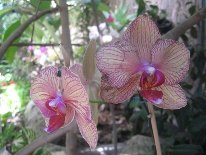 IMG_7325 (700x525, 102Kb)