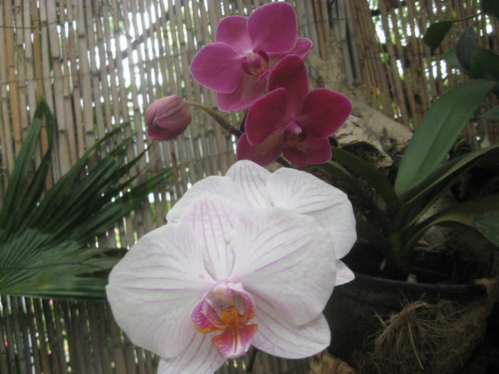 IMG_7332 (700x525, 101Kb)
