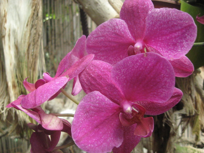IMG_7336 (700x525, 106Kb)
