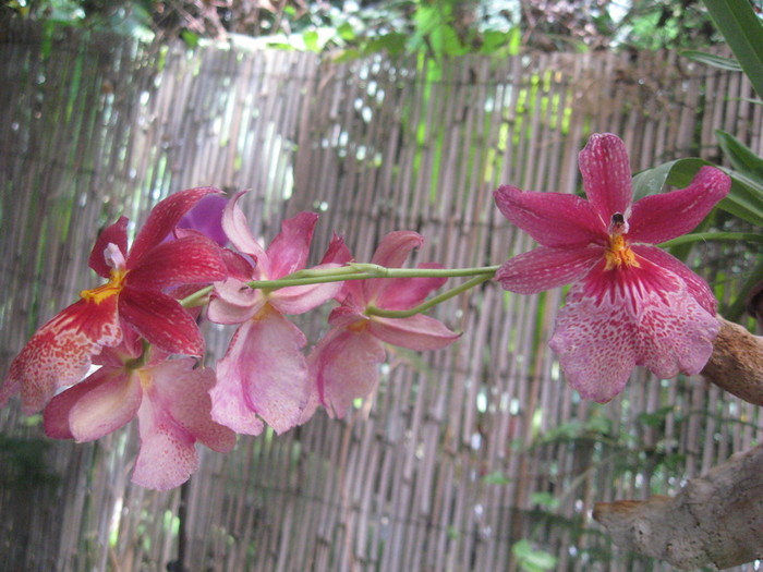 IMG_7337 (700x525, 111Kb)