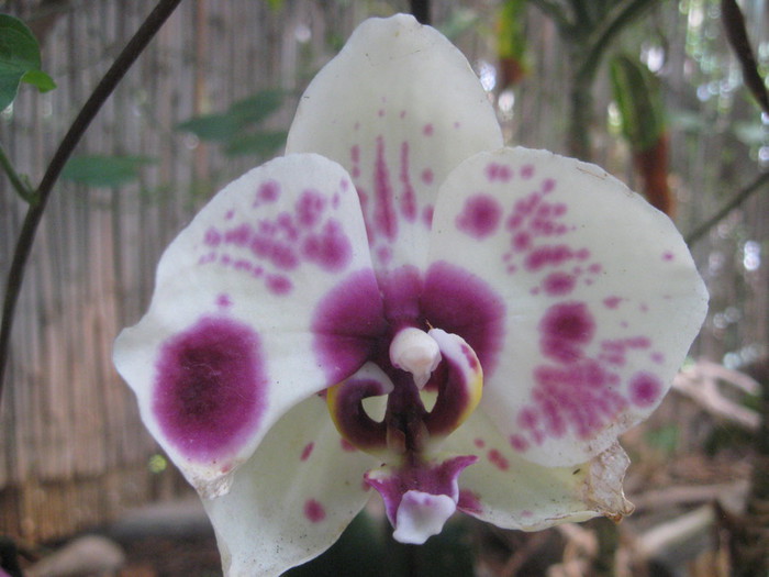IMG_7340 (700x525, 78Kb)