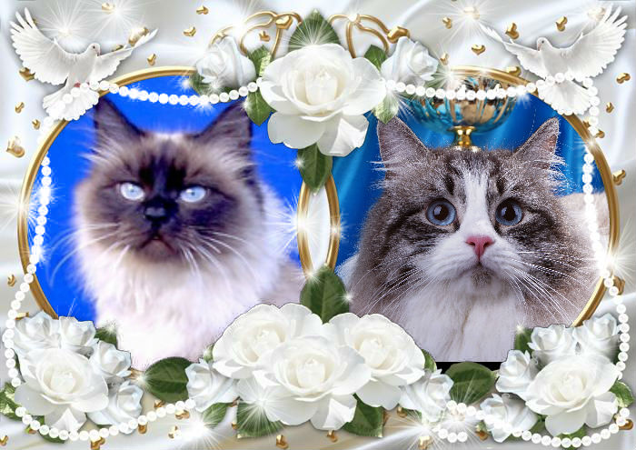 1413408341_Sladkaya_parochka_2 (700x495, 95Kb)