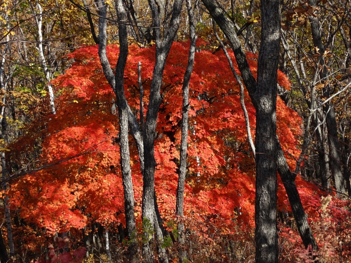 5559494_DSC09763 (700x525, 415Kb)