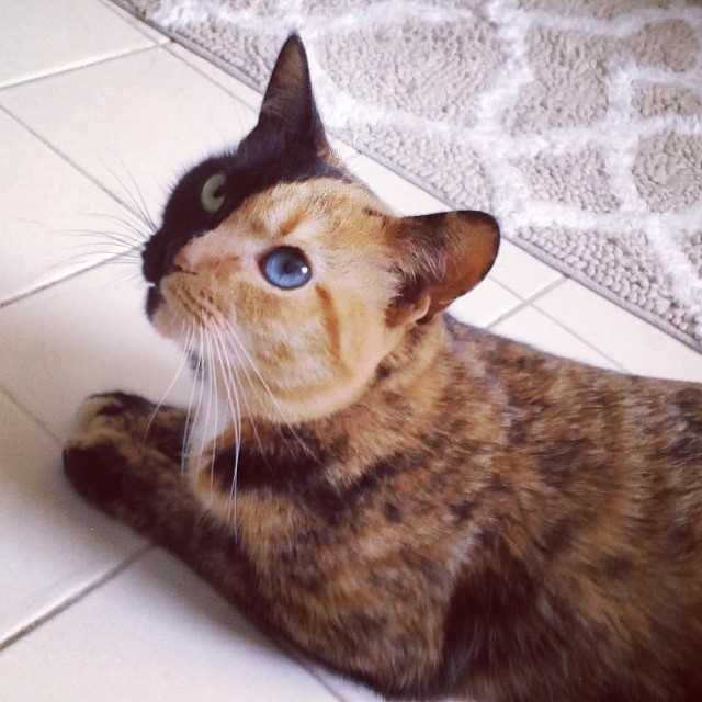 кошка двуликая Венера