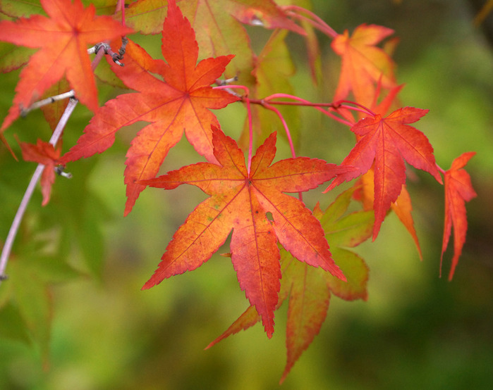 002_edited-1 (700x554, 118Kb)