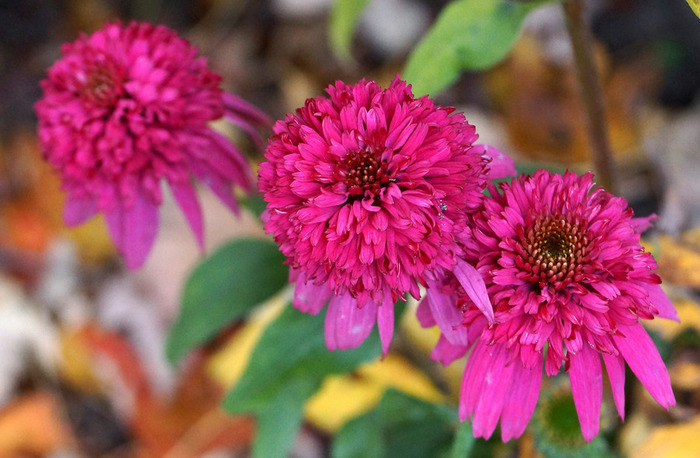 015_edited-1 (700x458, 123Kb)