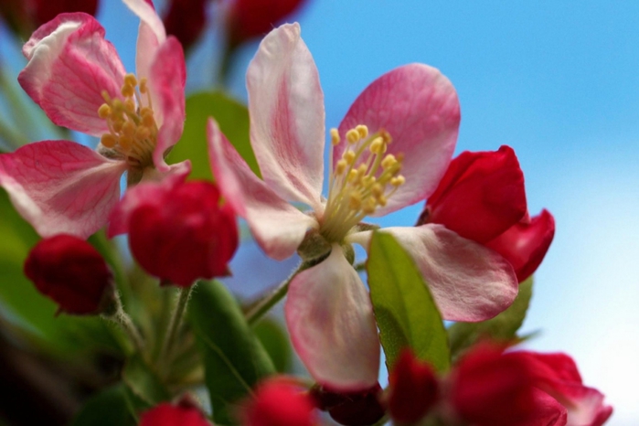4807239_577067 (700x466, 185Kb)
