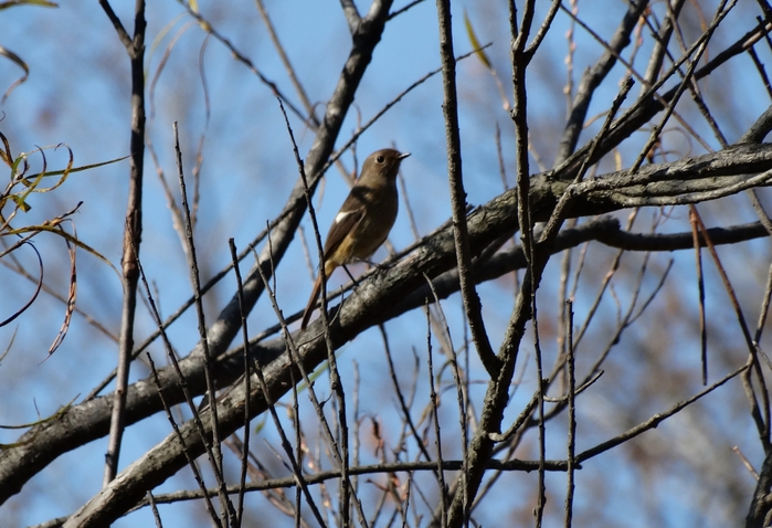 5559494_DSC00038 (700x478, 276Kb)