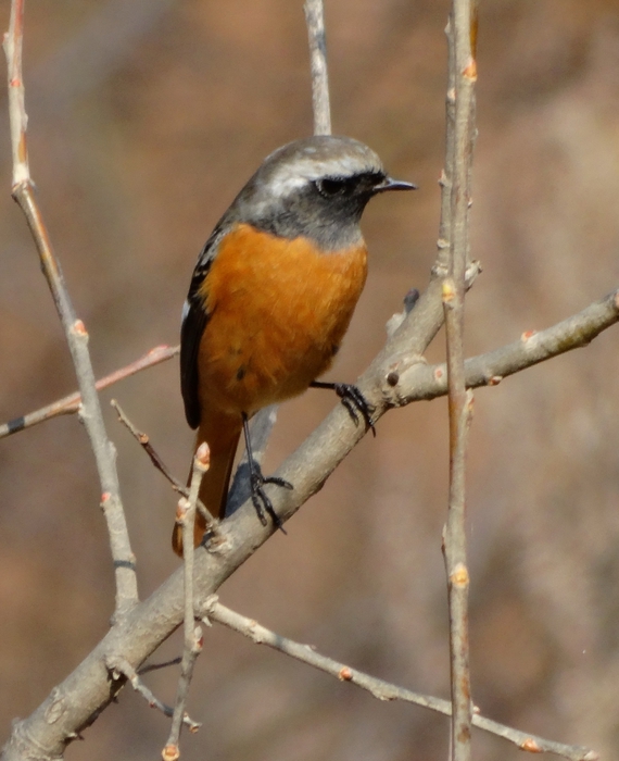 5559494_DSC00082 (570x700, 231Kb)
