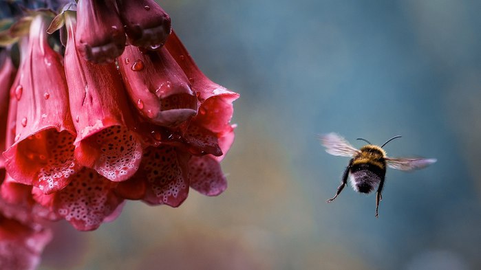 5361707_shmel2k (700x393, 41Kb)