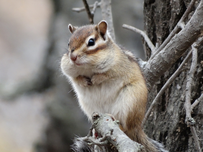 5559494_DSC00108 (700x525, 259Kb)