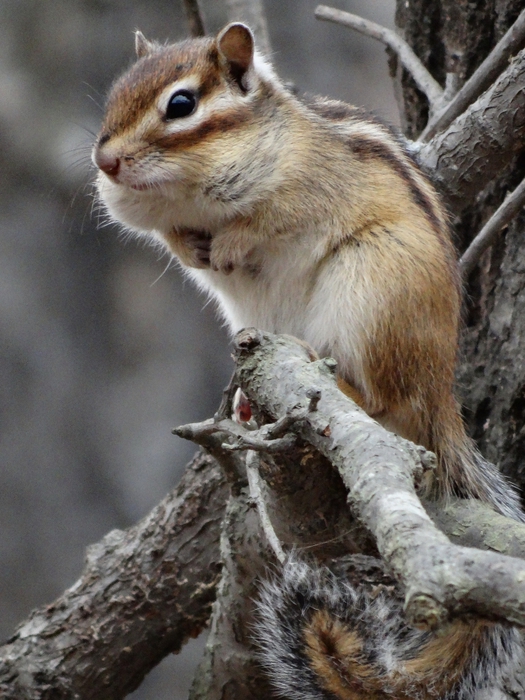 5559494_DSC00133 (525x700, 290Kb)