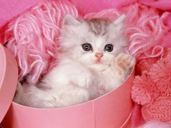 wallpapers_cats_628 (600x450, 67Kb)