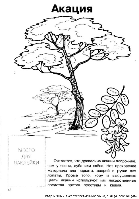 Рисунок акация для детей