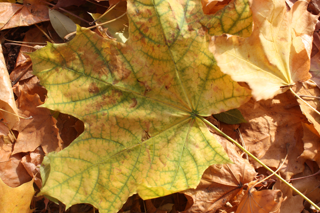 4052195_IMG_8900 (624x415, 340Kb)