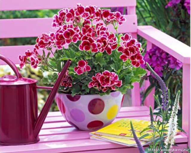 103761406_large_3925073_85246392_large_4216969_pelargonium4[1] (640x514, 198Kb)