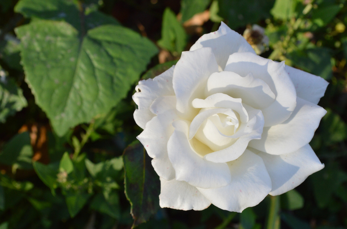 027_edited-1 (700x461, 254Kb)