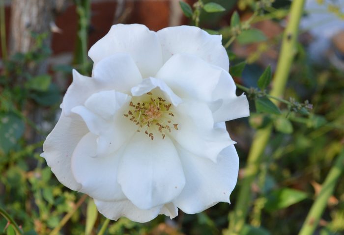 028_edited-1 (700x479, 272Kb)
