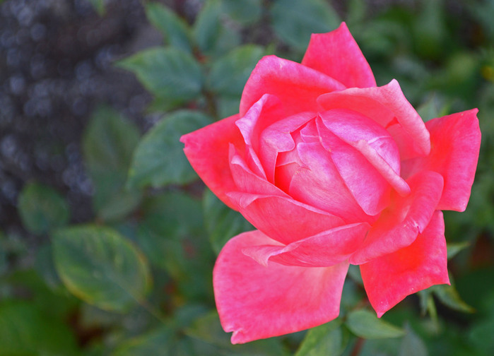 025_edited-1 (700x504, 90Kb)