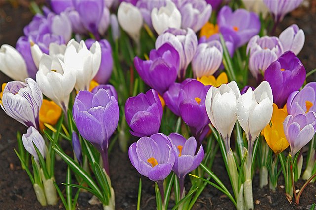 3350917_3__Krokys_ili_shafran_Crocus_1_ (640x426, 70Kb)