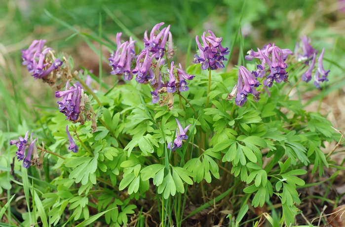 3350917_9__Hohlatka_Corydalis (700x461, 281Kb)