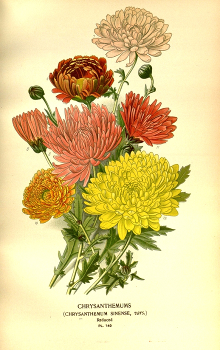 8   10574979456_bb4543d4ed_b (440x700, 392Kb)