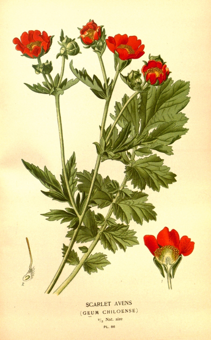 71   10574686796_83290ee362_b (435x700, 368Kb)