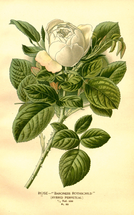 74   10574909223_d2bc84bb68_b (435x700, 378Kb)