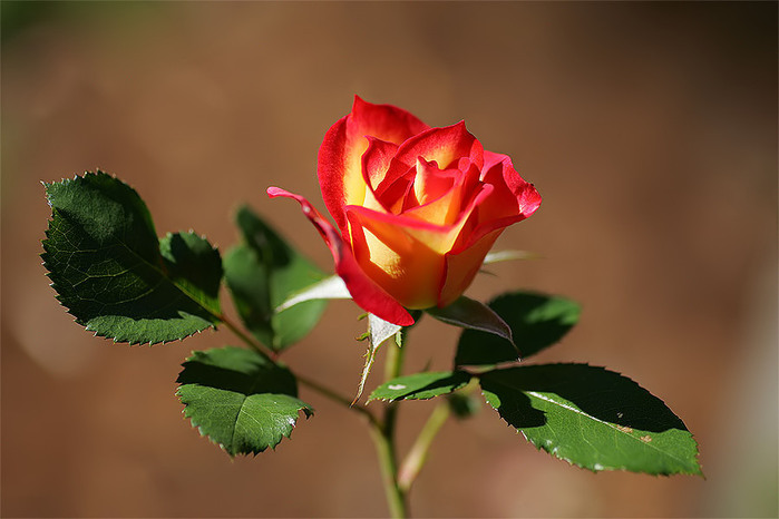 4039185_71253038_cbb2c25d32cff46a64022a44f5cf6e36 (699x466, 70Kb)