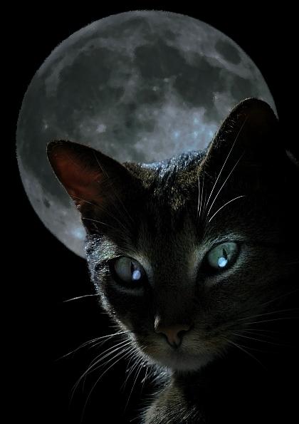 mooncat-23 (420x595, 25Kb)