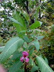  IMG_1352_s (525x700, 558Kb)