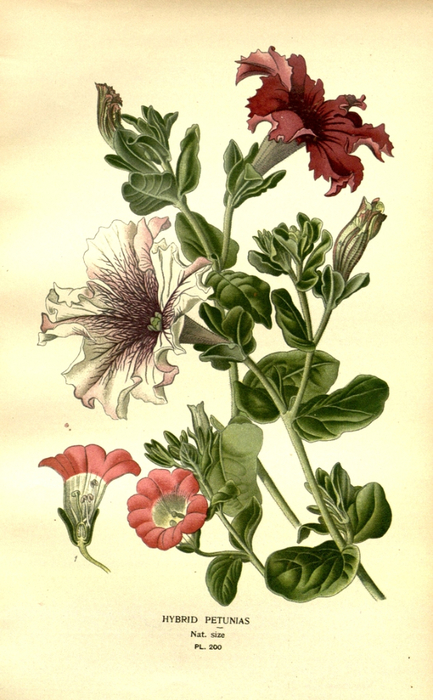34   10593819846_cb77c5044d_b (433x700, 359Kb)