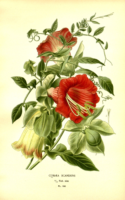 45   10593667226_26be5de8f6_b (437x700, 351Kb)