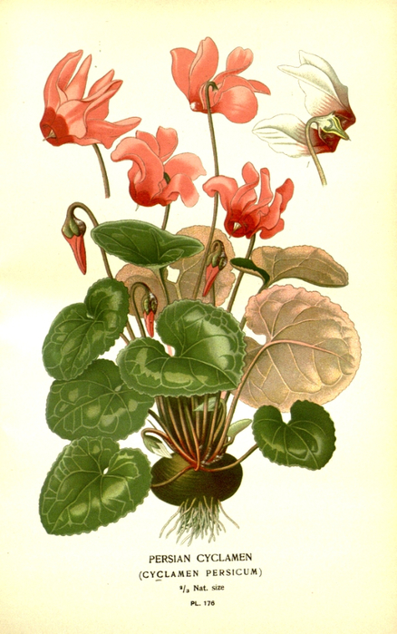 60   10593586076_00eb303a94_b (438x700, 344Kb)