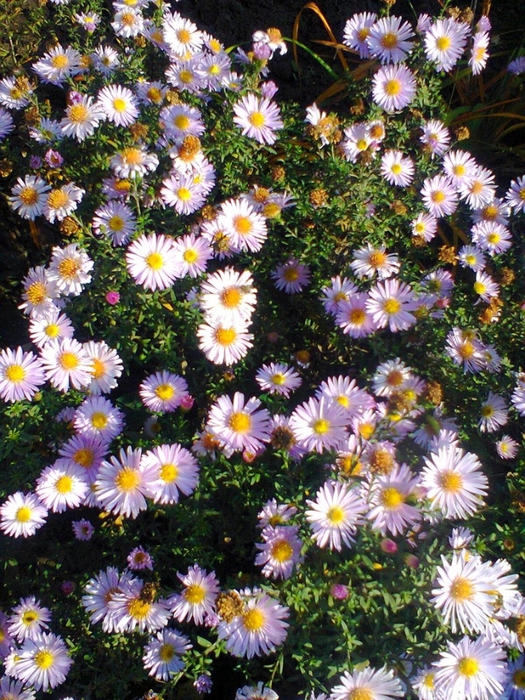 Фото0087 (525x700, 397Kb)