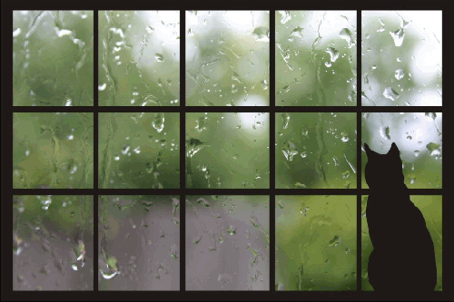 Кот. Дождь за окном (500x333, 220Kb)