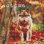1412643451_tumblr_n5l0fi8HCR1smipnlo1_500 (150x150, 71Kb)