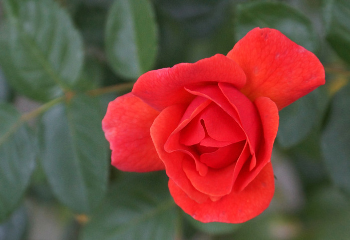 002_edited-1 (700x479, 74Kb)