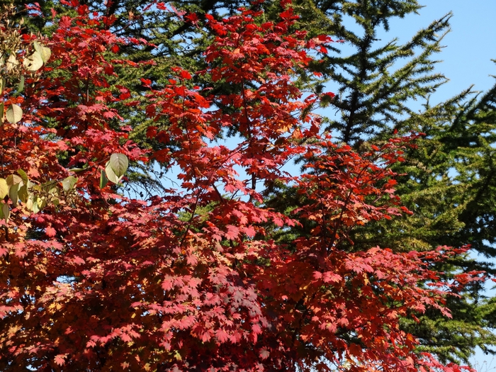 5559494_DSC08629 (700x525, 430Kb)