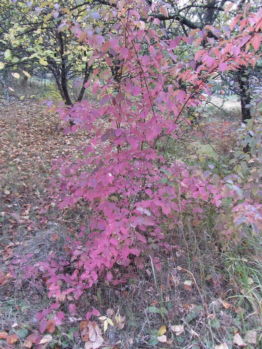 IMG_6731 (525x700, 684Kb)