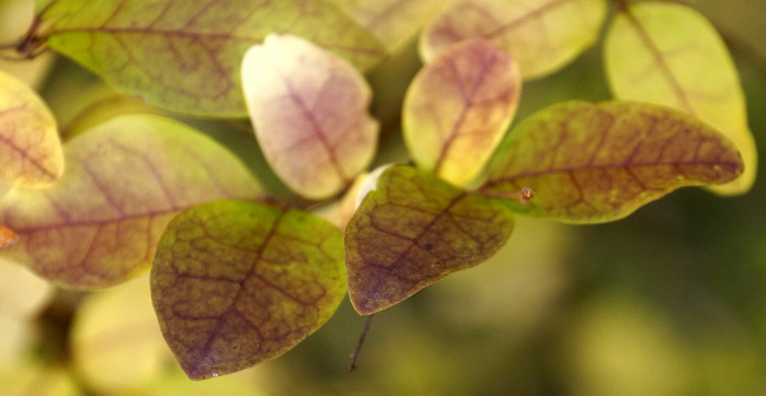 010_edited-1 (700x362, 65Kb)