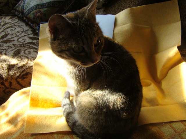 DSC01448 (640x480, 143Kb)